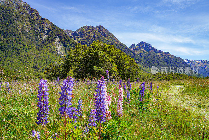 新西兰峡湾国家公园Eglinton Valley的羽扇豆花。